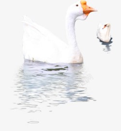 白色鸭子水卡通效果设计素材