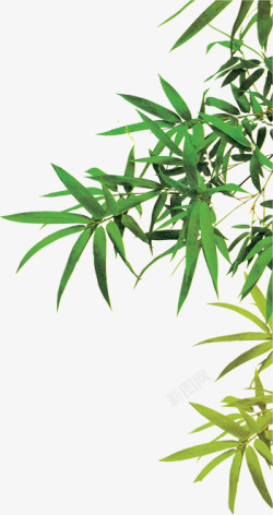 翠绿竹子背景素材素材