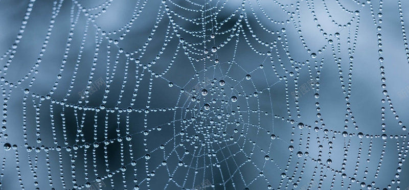蜘蛛网水滴海报素材背景
