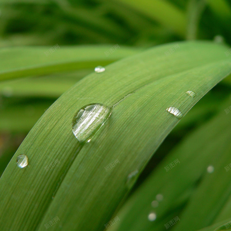 植物露珠背景jpg设计背景_88icon https://88icon.com 植物 露珠 质感 纹理 摄影 主图