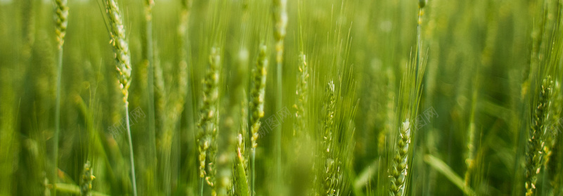 夏日绿色小麦背景图背景