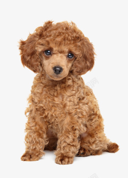 棕色泰迪狗狗素材