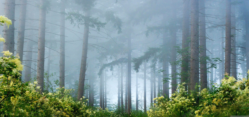 雨后森林jpg设计背景_88icon https://88icon.com 自然 森林 阳光 原始森林 海报banner 摄影 风景