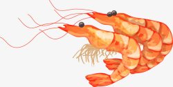 水彩手绘红色大虾素材