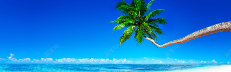 椰子树美丽风景摄影背景