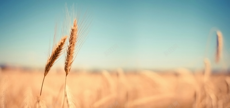 成熟的麦穗麦田背景