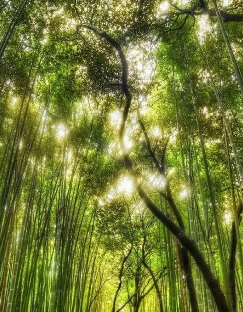 森林小道H5背景jpg设计背景_88icon https://88icon.com 小路 小道 树林 植物 竹林 H5背景 森林 H5 h5 文艺 小清新 简约