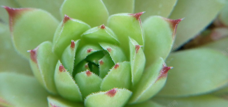 唯美多肉植物特写jpg设计背景_88icon https://88icon.com 小清新 多肉 盆栽 绿植 绿色 特写 海报banner 文艺 简约