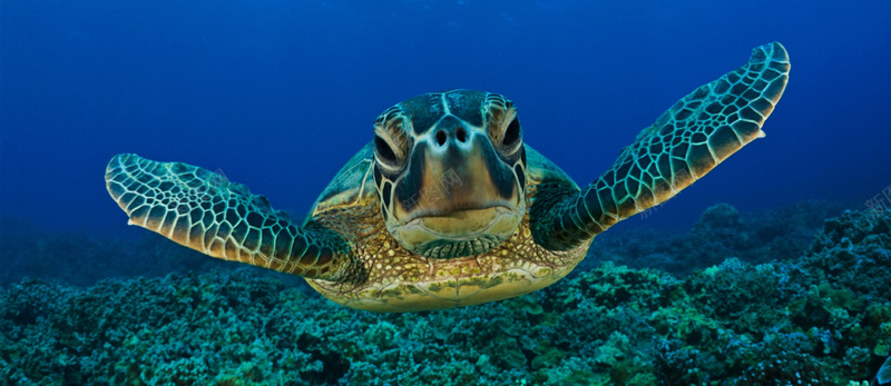 水下海龟背景图背景