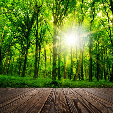 阳光树林木板背景图背景