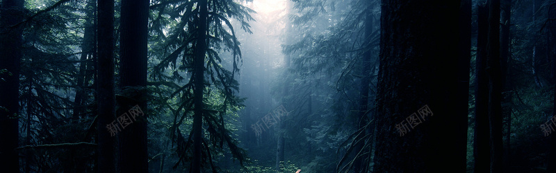 森林大树背景背景
