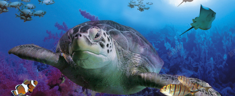 海龟海底背景图背景