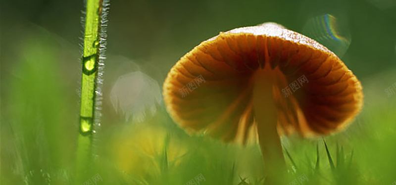 野生菌菇背景背景