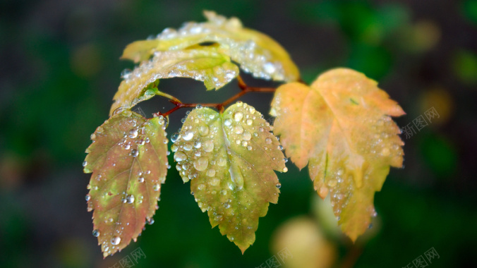 秋天雨后的黄叶水珠背景