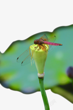 清新夏日荷塘莲花上的蜻蜓素材