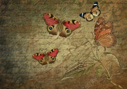 华丽包装复古牛皮蝴蝶主题信纸手绘背景素材高清图片