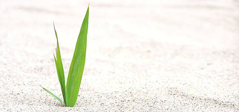 白色沙地绿植背景背景