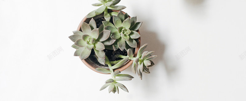 多肉海报背景jpg设计背景_88icon https://88icon.com 海报banner 摄影 文艺 植物 白色 小清新 简约