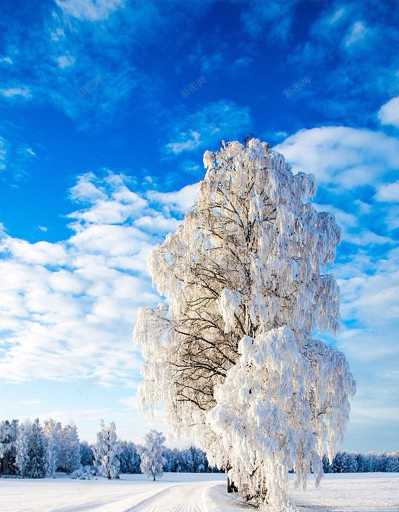 结冰的大树H5素材背景jpg设计背景_88icon https://88icon.com 大树 寒冷 白云 白雪 H5素材