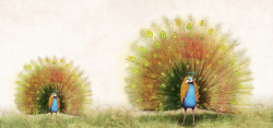 两只孔雀草地上散步的孔雀开屏背景高清图片