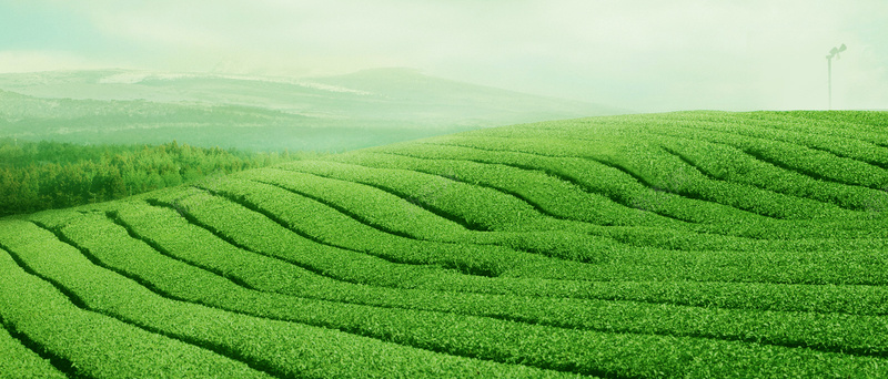 清新茶园背景素材茶叶背景背景