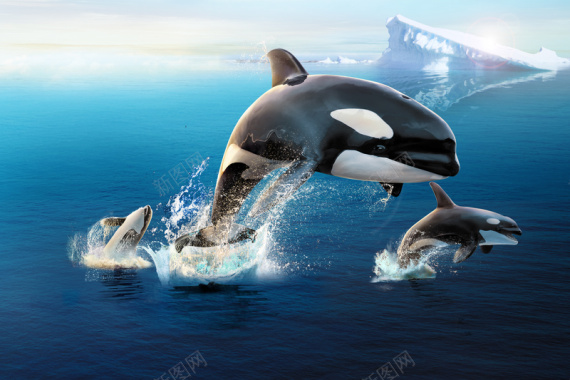 北极南极鲸鱼背景