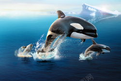 风气北极南极鲸鱼高清图片