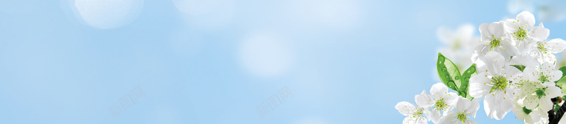 清爽唯美化妆品海报背景psd设计背景_88icon https://88icon.com 化妆品 唯美 海报 清爽 背景 花朵 水纹