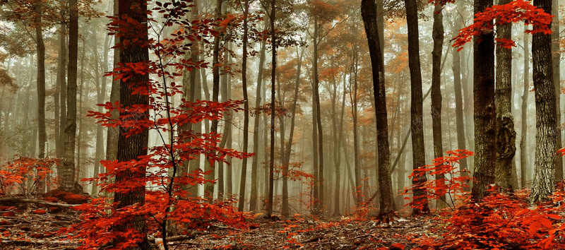 复古秋季枫树林背景背景