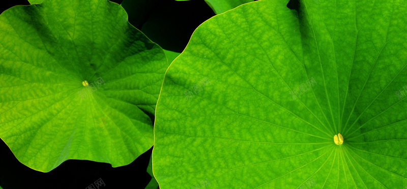 摄影清新碧绿荷叶jpg设计背景_88icon https://88icon.com 摄影 清新 碧绿 荷叶 植物 大自然 海报banner 风景