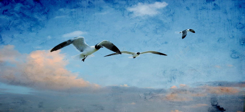 手绘油画蓝天白云海鸥背景背景