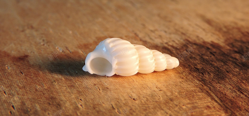 白色海螺壳背景