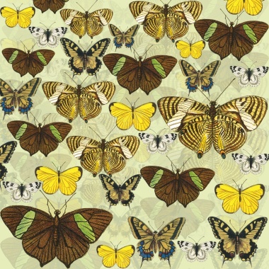 蝴蝶标本图案海报背景素材背景