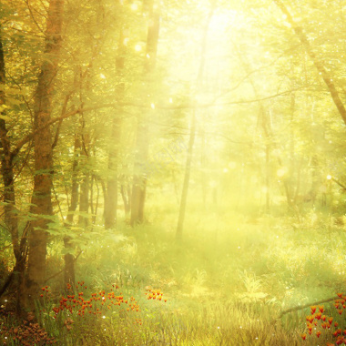 阳光下的树林淘宝主图背景背景