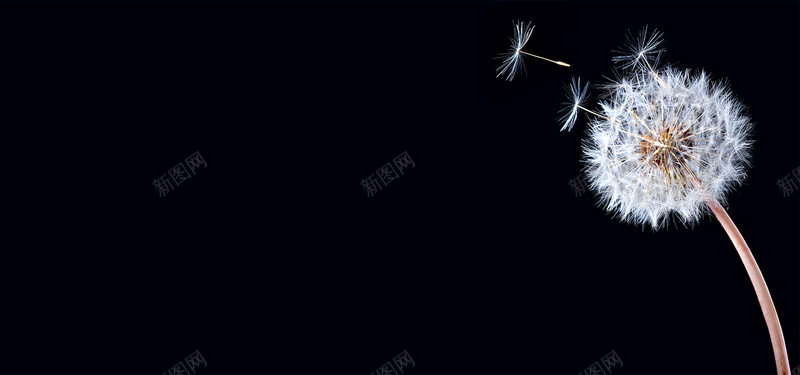 蒲公英飘飞的种子黑色背景jpg设计背景_88icon https://88icon.com 蒲公英 植物 黑色背景 海报banner 飘飞的种子