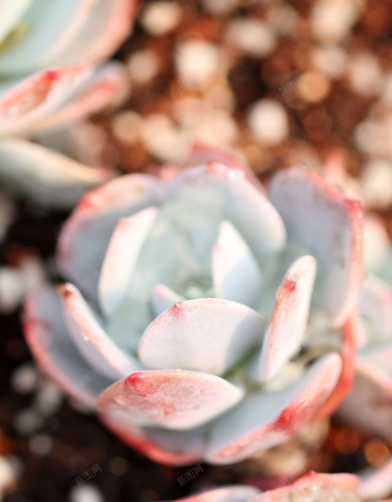 可爱的多肉植物H5背景jpg设计背景_88icon https://88icon.com 多肉 花盆 石头 灰色 小清新 H5 h5 文艺 简约