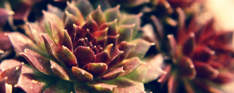 多肉植物背景jpg设计背景_88icon https://88icon.com 多肉 植物 叶片 简单 简约 海报banner 摄影 风景