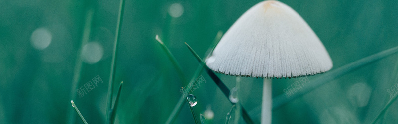 菌类蘑菇摄影背景背景