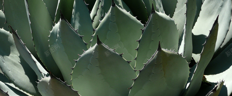 植物背景jpg设计背景_88icon https://88icon.com 植物 叶片 多肉 绿色 海报banner 质感 纹理