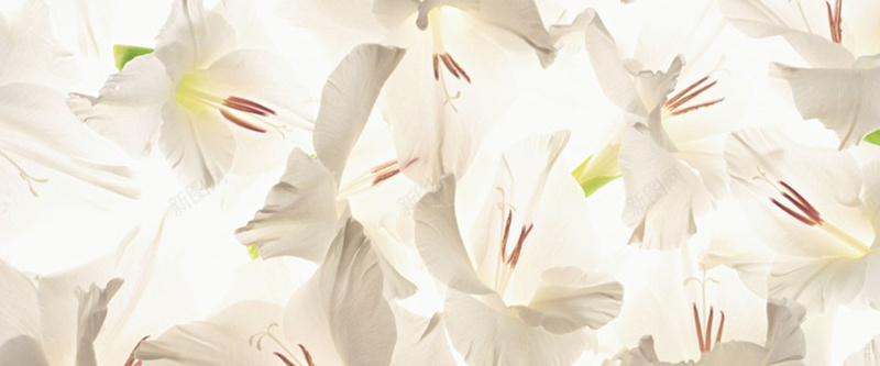 白色花朵文艺简约纹理质感图背景
