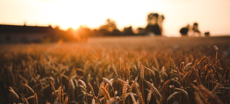 阳光下的麦地秋收梦幻背景bannerjpg设计背景_88icon https://88icon.com 梦幻 秋收 稻穗 阳光 麦地 海报banner 浪漫