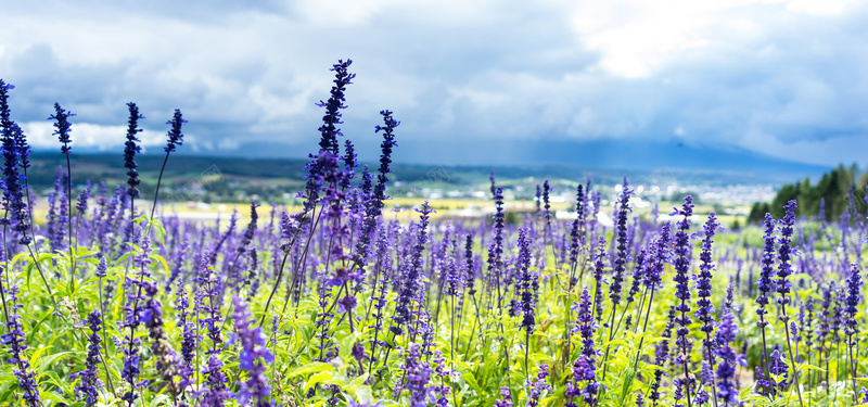 紫色花背景jpg设计背景_88icon https://88icon.com 海报banner 摄影 风景 紫色花海蓝天白云