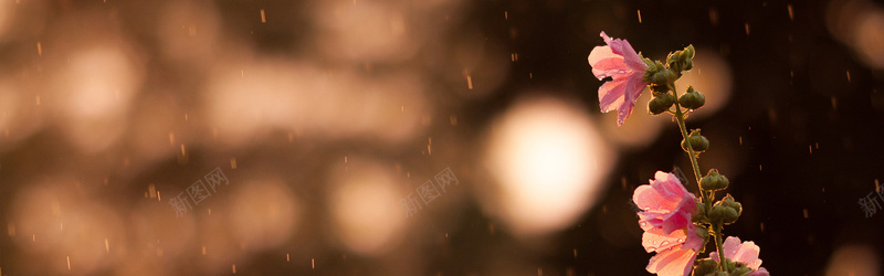摄影唯美雨中的花朵背景jpg设计背景_88icon https://88icon.com 摄影 唯美 雨中 花朵 背景 植物 海报banner 风景