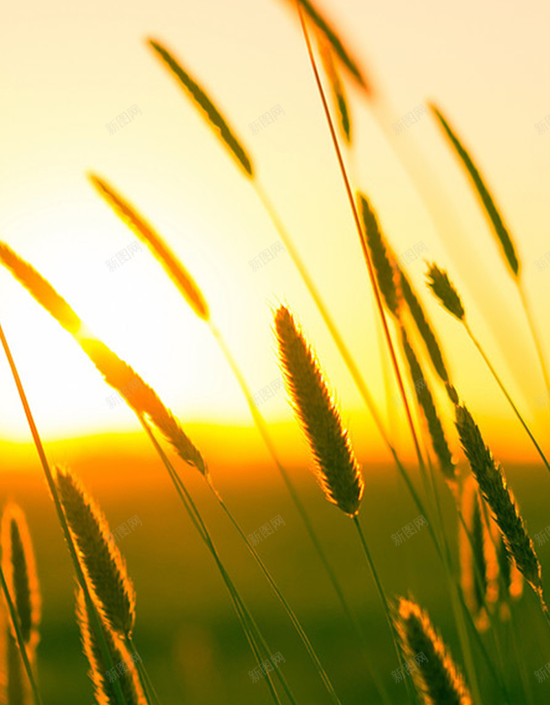 麦田里的余晖H5背景jpg设计背景_88icon https://88icon.com 田野 阳光 麦子 麦田 麦穗 开心 文艺 小清新 简约