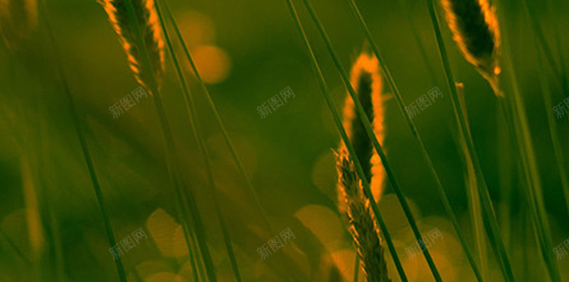麦田里的余晖H5背景jpg设计背景_88icon https://88icon.com 田野 阳光 麦子 麦田 麦穗 开心 文艺 小清新 简约