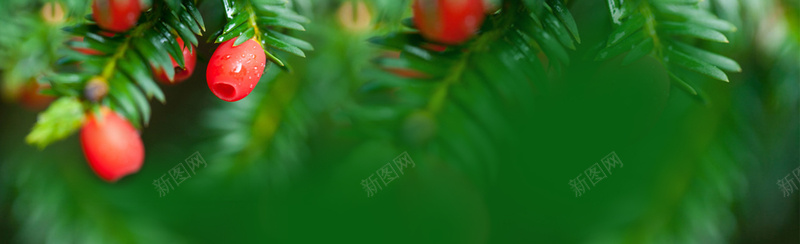 绿色植物背景psd设计背景_88icon https://88icon.com anner 绿色背景 林业 环保 绿色 banner 杉树 设计 原生态 植物 海报banner 文艺 小清新 简约