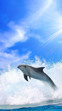 蓝天白云大海海豚H5背景背景