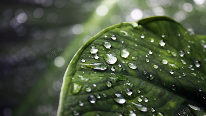 雨过后的叶子露珠背景