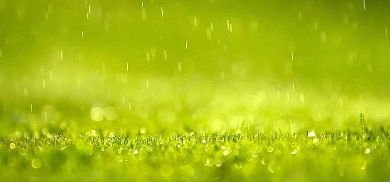 下雨的草地jpg设计背景_88icon https://88icon.com 绿草坪 清新 绿色 雨季 夏 海报banner 文艺 小清新 简约