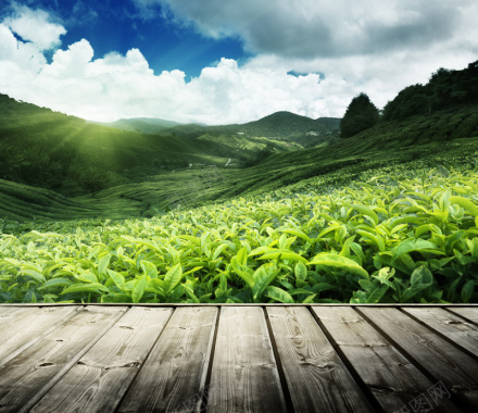 大气茶园背景背景